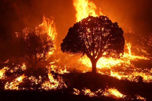 Ancaman Kebakaran Lahan di Kalimantan Barat: Mengapa Cuaca Panas dan Angin Kencang Berbahaya?