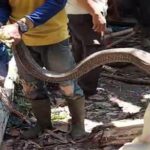 Kejutan Tak Terduga: Ular Diduga King Cobra Muncul di Gianyar Saat Warga Sedang Memancing!