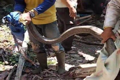 Kejutan Tak Terduga: Ular Diduga King Cobra Muncul di Gianyar Saat Warga Sedang Memancing!